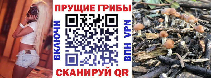 Псилоцибиновые грибы Cubensis  даркнет сайт  Чегем 